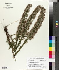 Liatris elegans image