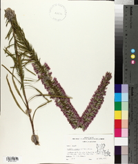 Liatris elegans image