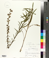 Liatris squarrulosa image