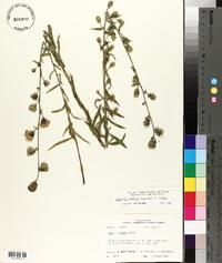 Liatris squarrulosa image