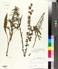 Liatris squarrulosa image