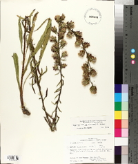 Liatris squarrulosa image