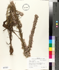 Liatris elegans image