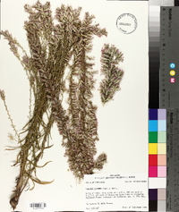 Liatris elegans image