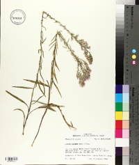 Liatris elegans image