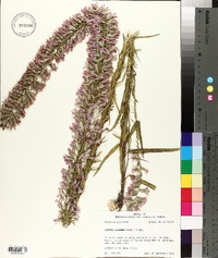 Liatris elegans image