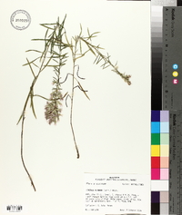 Liatris elegans image