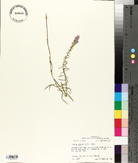 Liatris elegans image