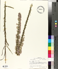 Liatris elegans image