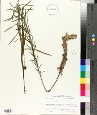 Liatris elegans image