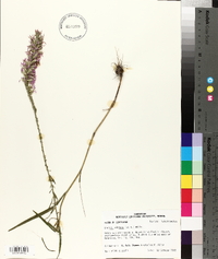 Liatris elegans image