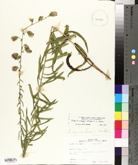 Liatris squarrulosa image