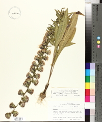 Liatris squarrulosa image