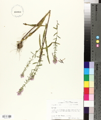 Liatris elegans image