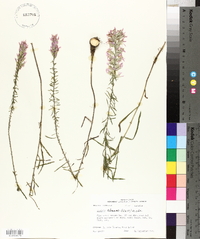 Liatris elegans image