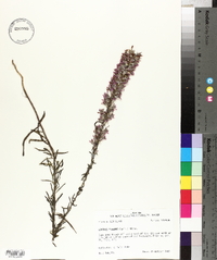 Liatris elegans image