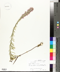 Liatris elegans image