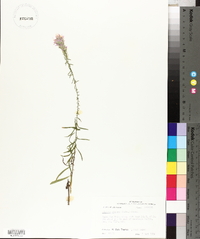 Liatris elegans image