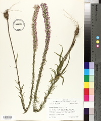 Liatris elegans image