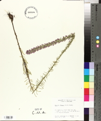 Liatris elegans image