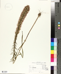 Liatris elegans image