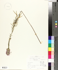 Liatris elegans image