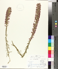 Liatris elegans image