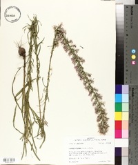 Liatris elegans image