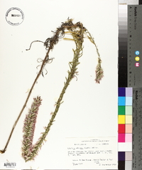 Liatris elegans image