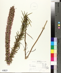 Liatris elegans image