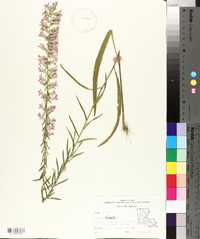 Liatris elegans image