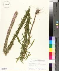 Liatris elegans image