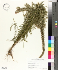 Liatris elegans image