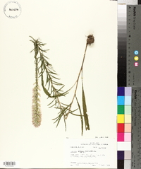 Liatris elegans image