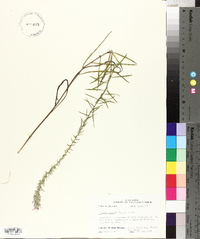 Liatris elegans image