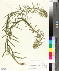 Liatris elegans image