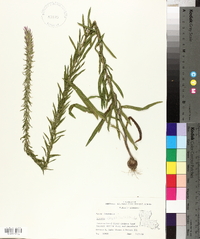 Liatris elegans image