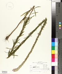 Liatris elegans image