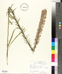 Liatris elegans image
