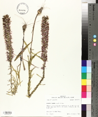 Liatris elegans image