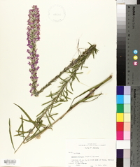 Liatris elegans image