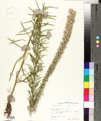 Liatris elegans image