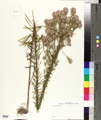 Liatris elegans image