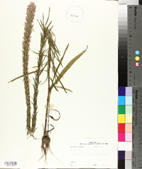 Liatris elegans image