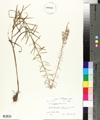 Liatris elegans image