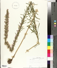 Liatris elegans image