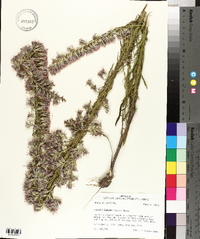 Liatris elegans image