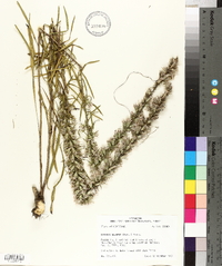 Liatris elegans image