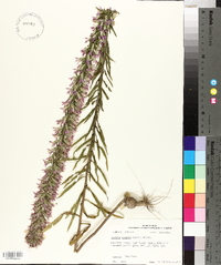 Liatris elegans image