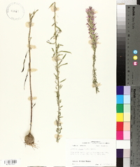 Liatris elegans image